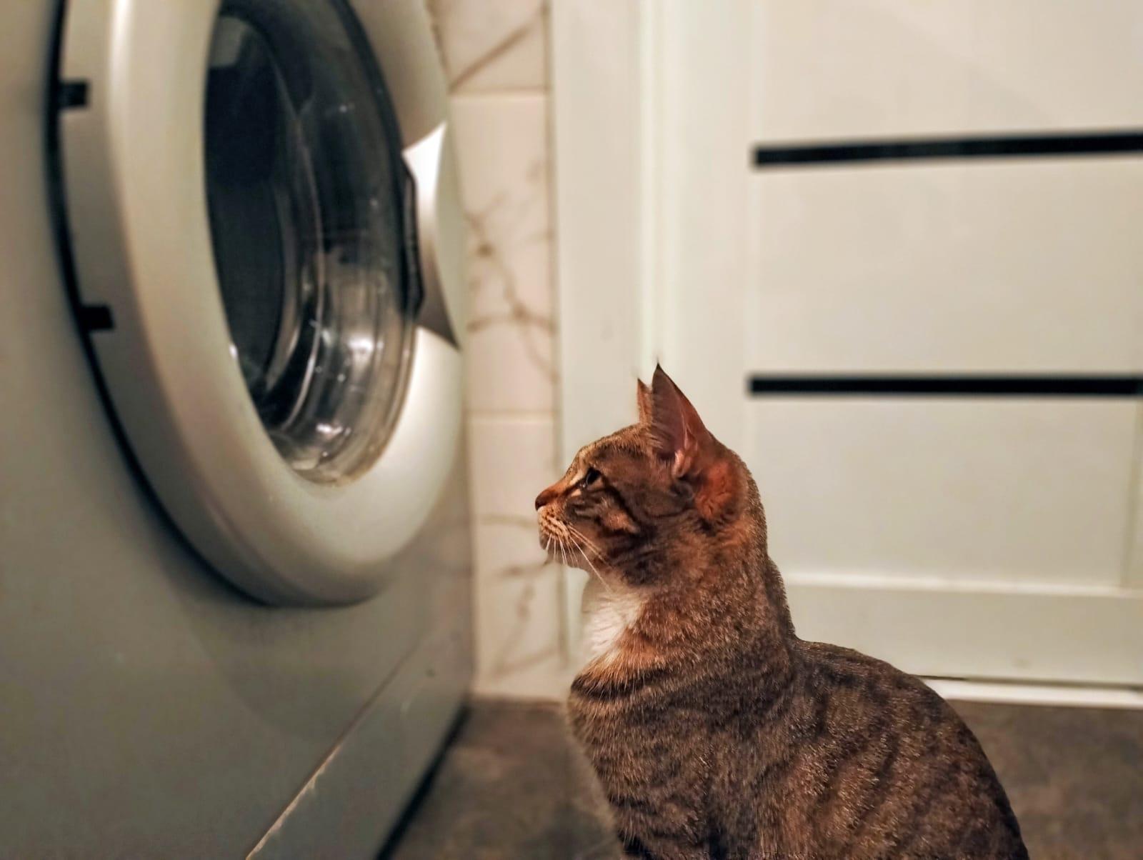 Фото В снегу и за рулем: в Новосибирске опубликовано свыше 50 фото милых питомцев к Дню кошек 22 - Сиб.ФМ Фото В снегу и за рулем: в Новосибирске опубликовано свыше 50 фото милых питомцев к Дню кошек 22